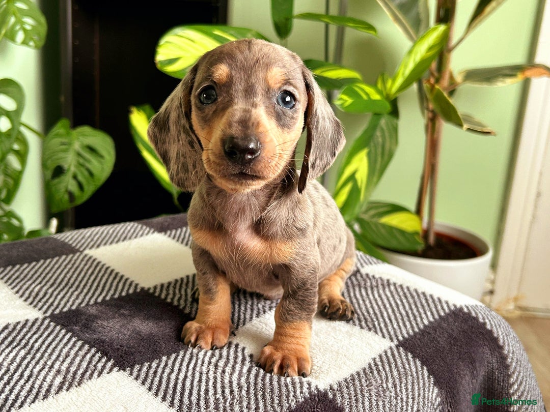 Dachshund dogs for sale: Lovely purebred Dachshund❤️💚🩵 - Image 5