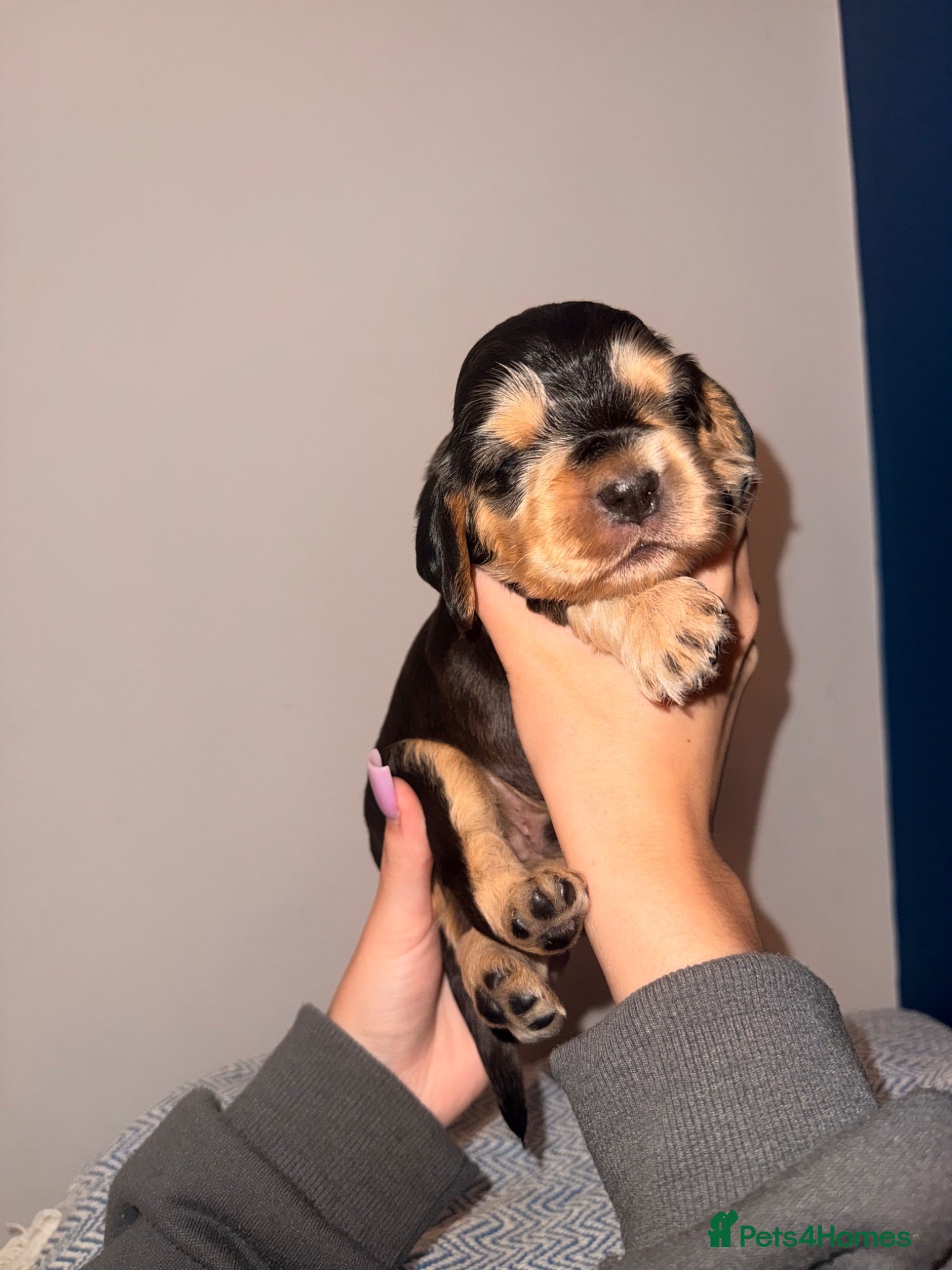 Cocker Spaniel dogs Outstanding KC registered Cocker Spaniel Puppies  - Advert 1