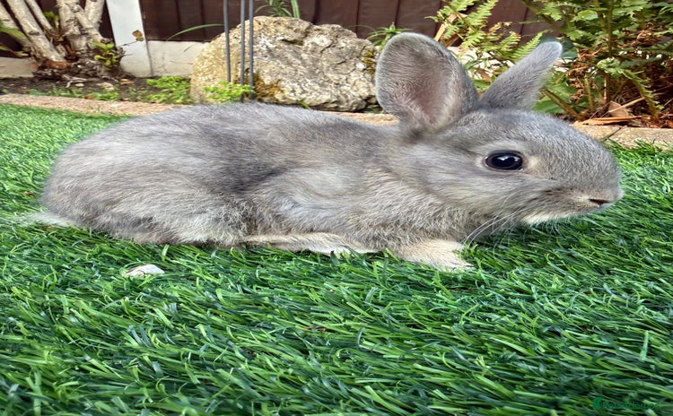 Netherland Dwarf rabbits - Advert 1
