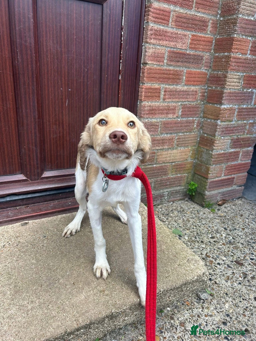 Mixed Breed dogs for adoption: Pocket - Norwich Norfolk  - Image 7