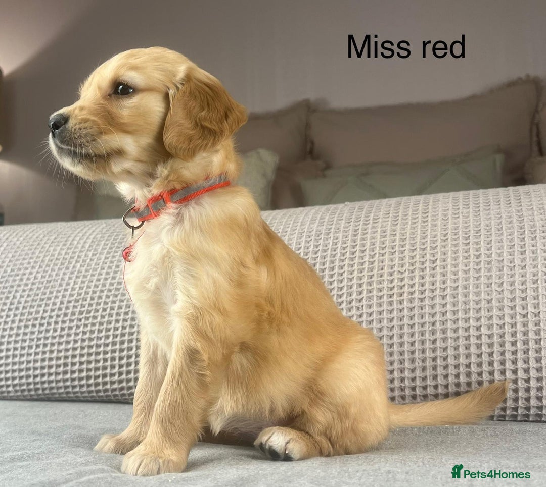 Golden Retriever dogs for sale: KC GOLDENS FROM HIP ELBOW DNA GOOD LINEAGE - Advert 20