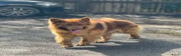 German Shepherd dogs for sale: 10 x KC Registered German Shepherd Puppies - Advert 7