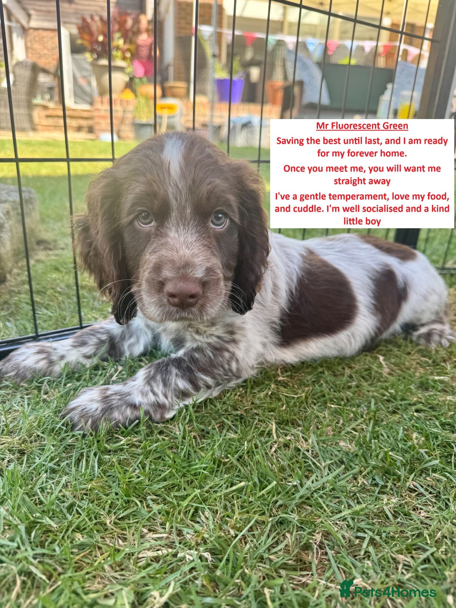 Cocker Spaniel dogs Mr Fluorescent Green ready for his forever home - Advert 2