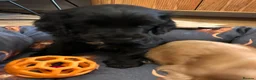 Cocker Spaniel dogs for sale: Show type Cocker Spaniel - Advert 13
