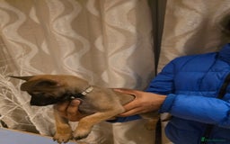Belgian Shepherd Dog dogs for sale: Belgian malinois  - Image 5
