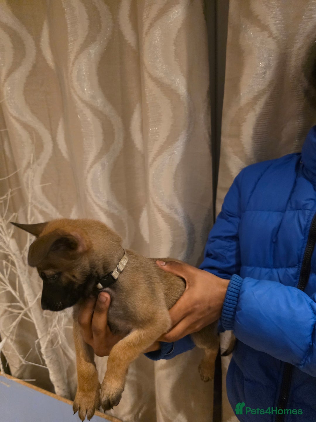 Belgian Shepherd Dog dogs for sale: Belgian malinois  - Image 5