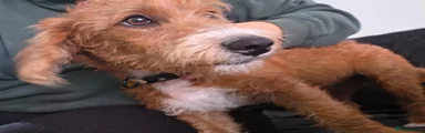 Jackapoo 2