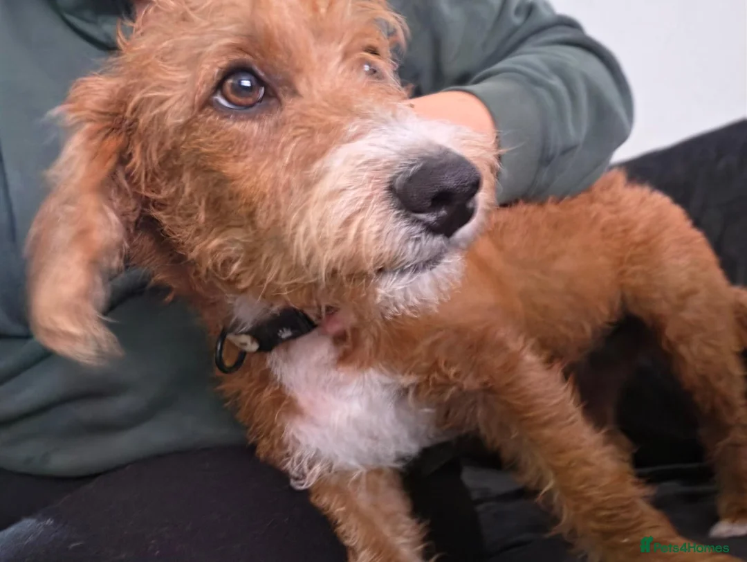 Jackapoo dogs for sale: Cheeky loving lala - Advert 11