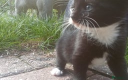 Mixed Breed cats for sale: 4 sweet happy tuxedo kittens - Image 15