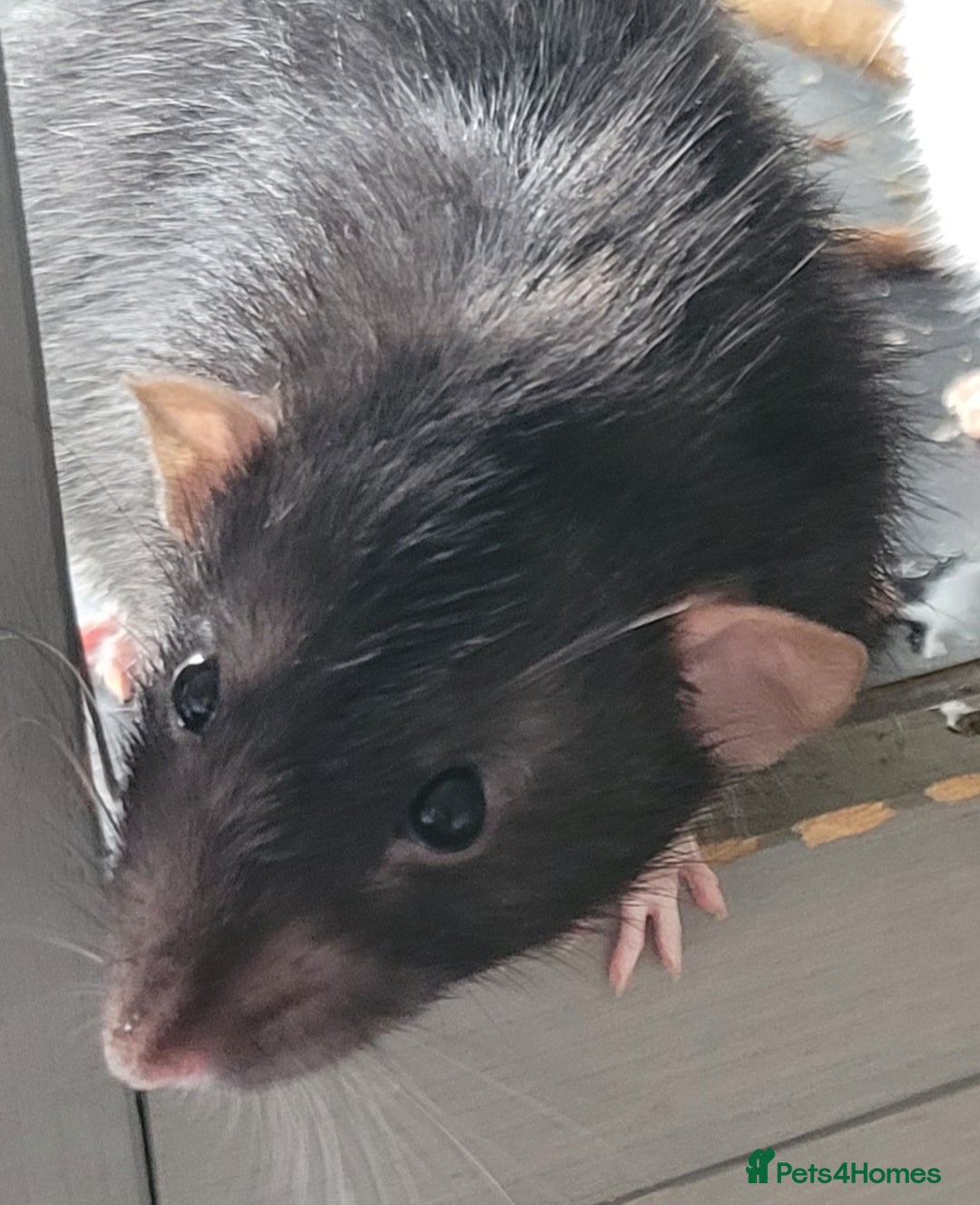 Rat rodents for sale: 3 Adorable Male Rats  - Image 3