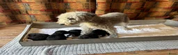 Bedlington Terrier dogs for sale: KC registered Bedlington terrier puppies  - Advert 5