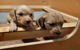 Miniature Dachshund dogs for sale: Beautiful cream KC long haired mini dachshunds - Image 28
