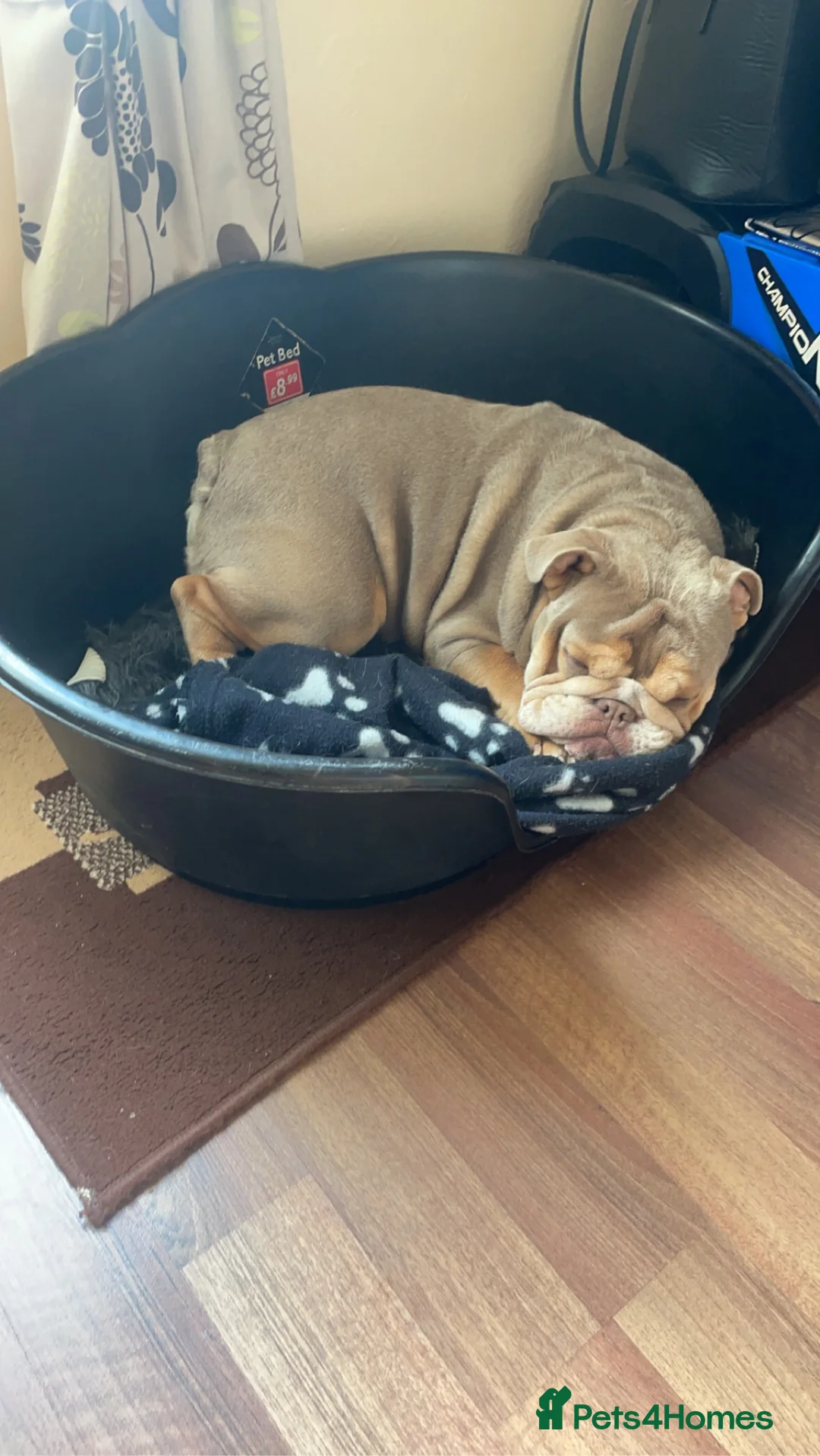 English Bulldog dogs for sale: English bulldog  in Flint - Advert 9