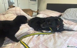 Mixed Breed dogs for adoption: Dagry - Norwich Norfolk  - Advert 9