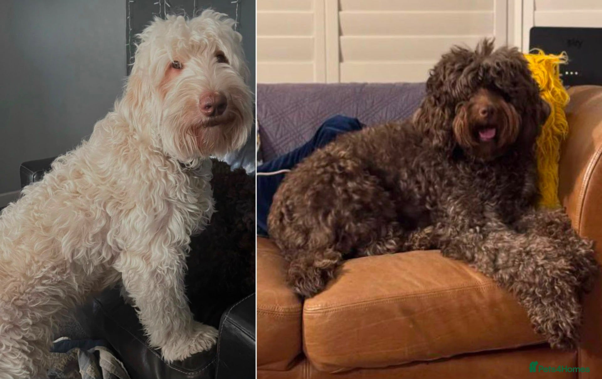Labradoodle dogs Labradoodles 11th plus generation  - Advert 3
