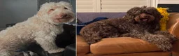 Labradoodle dogs for sale: Labradoodles 11th plus generation  - Advert 10