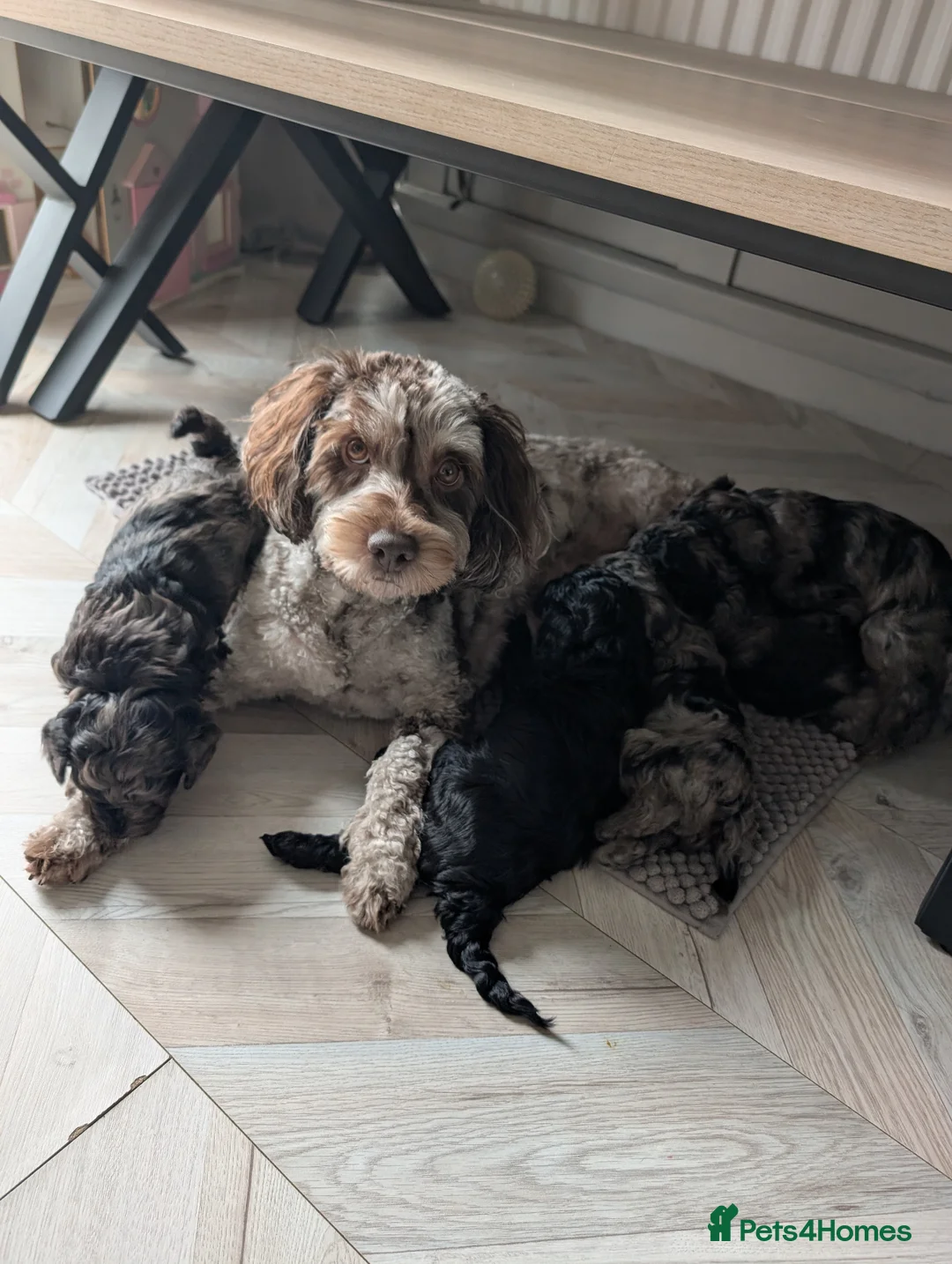 Cockapoo dogs for sale: All female litter of F1B Cockapoos - Advert 2
