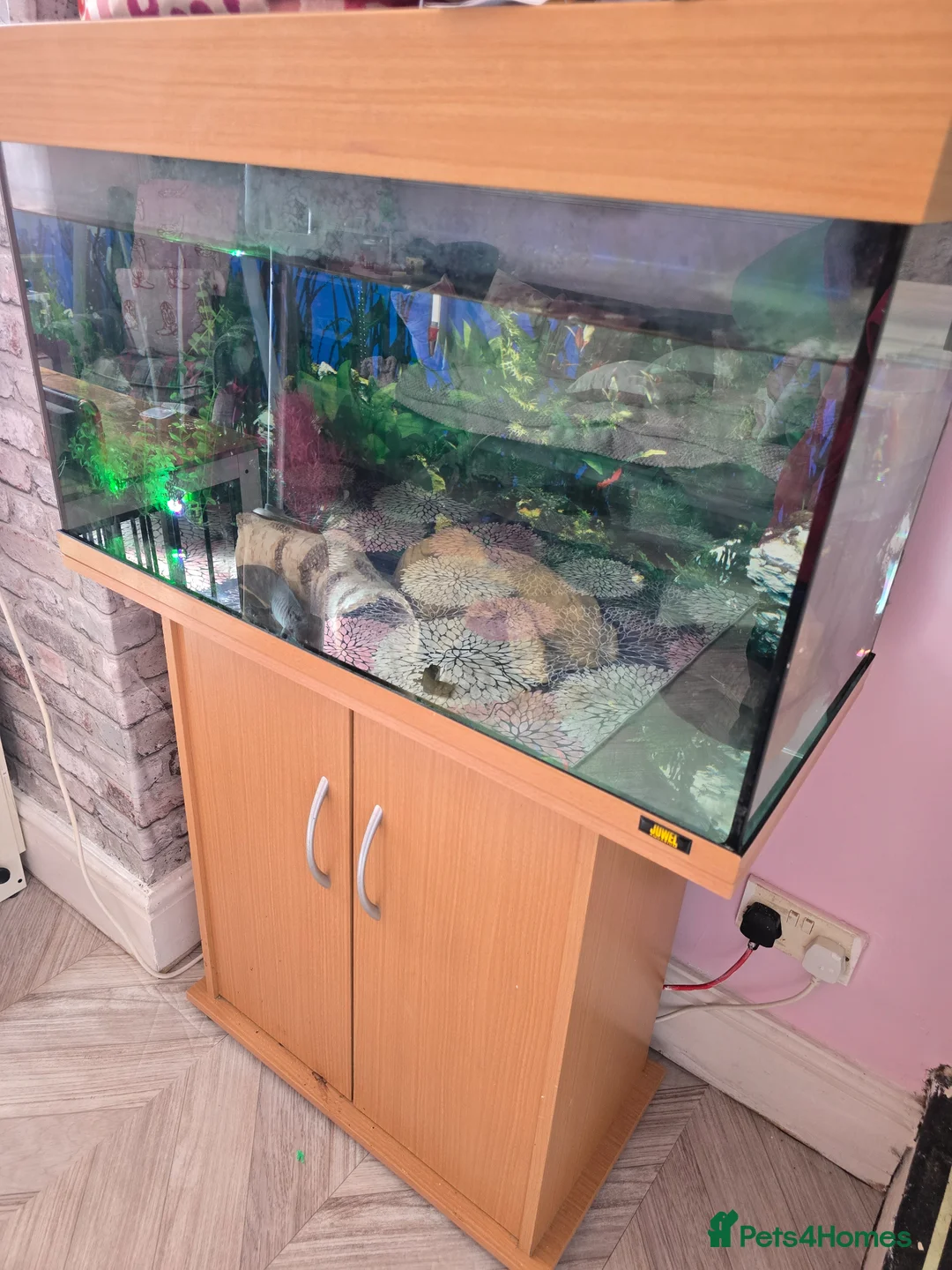 Axolotl reptiles for sale: 2 male axolotls in Stoke-on-Trent - Advert 1