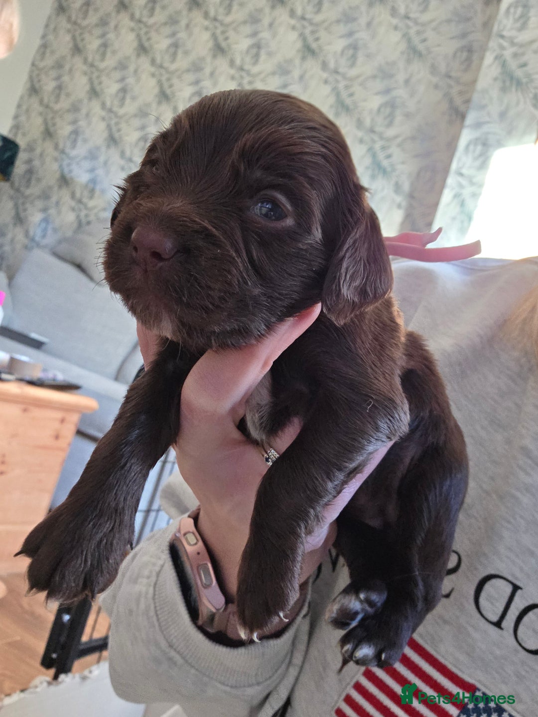 Cocker Spaniel dogs for sale: Beautiful Spaniel pups! - Advert 27