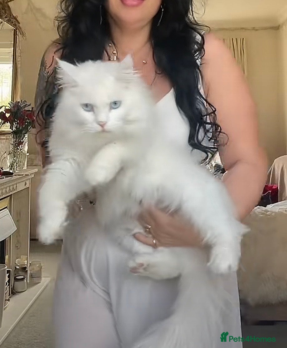 Maine Coon cats White Maine Coon cat - Advert 18