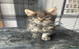 Maine Coon cats for sale: MAINCOON KITTENS READY NOW  - Image 19