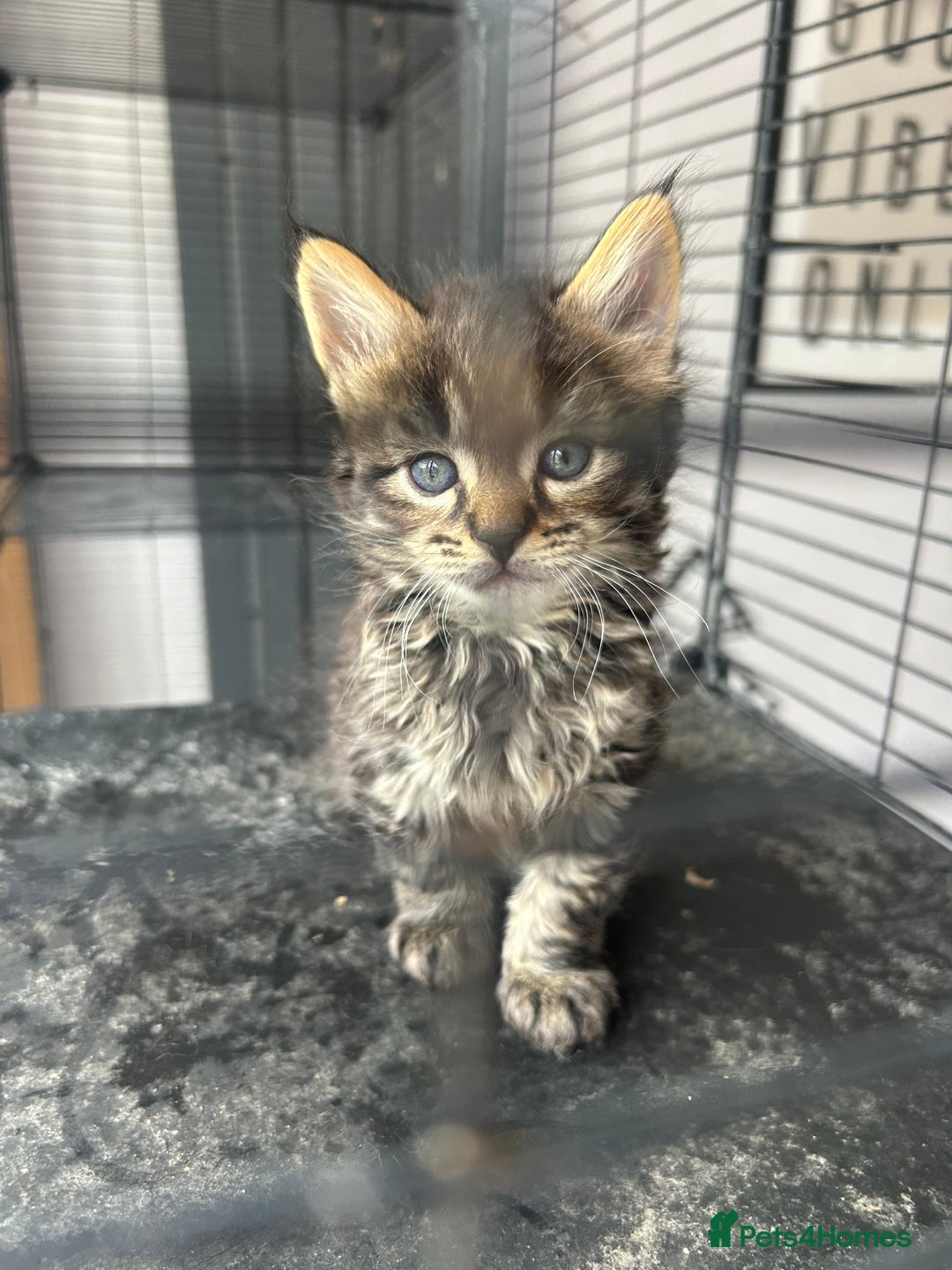 Maine Coon cats for sale: MAINCOON KITTENS READY NOW  - Image 19