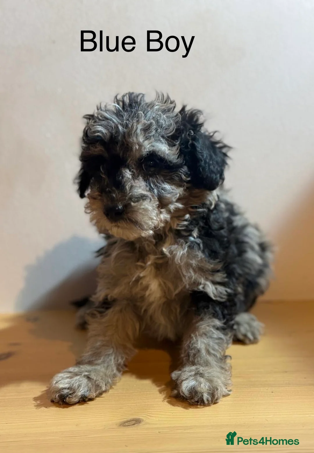 Mixed Breed dogs for sale: Stunning litter of 3/4 Toy Poodle X Welsh Collie - Advert 9