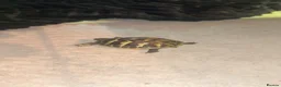 Hermann Tortoise reptiles for sale: Baby hermanns in Newport - Advert 2