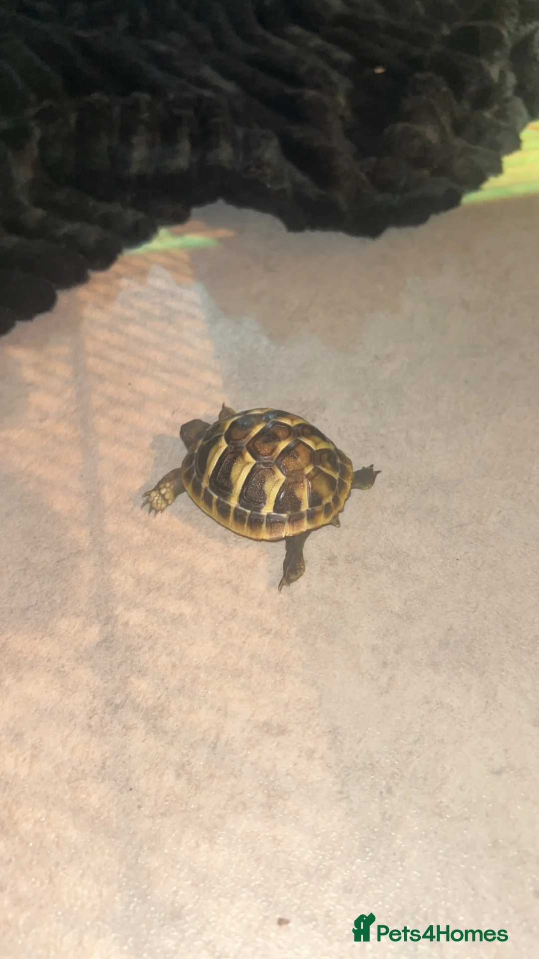 Hermann Tortoise reptiles for sale: Baby hermanns in Newport - Advert 2