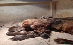 Cocker Spaniel dogs for sale: Cocker spaniel puppies - Image 3