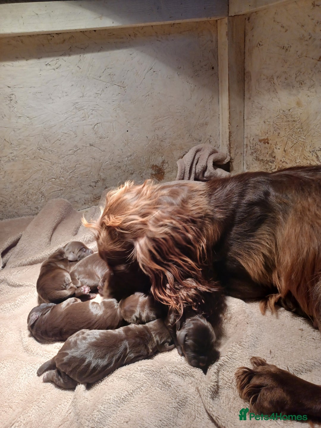 Cocker Spaniel dogs for sale: Cocker spaniel puppies - Image 3