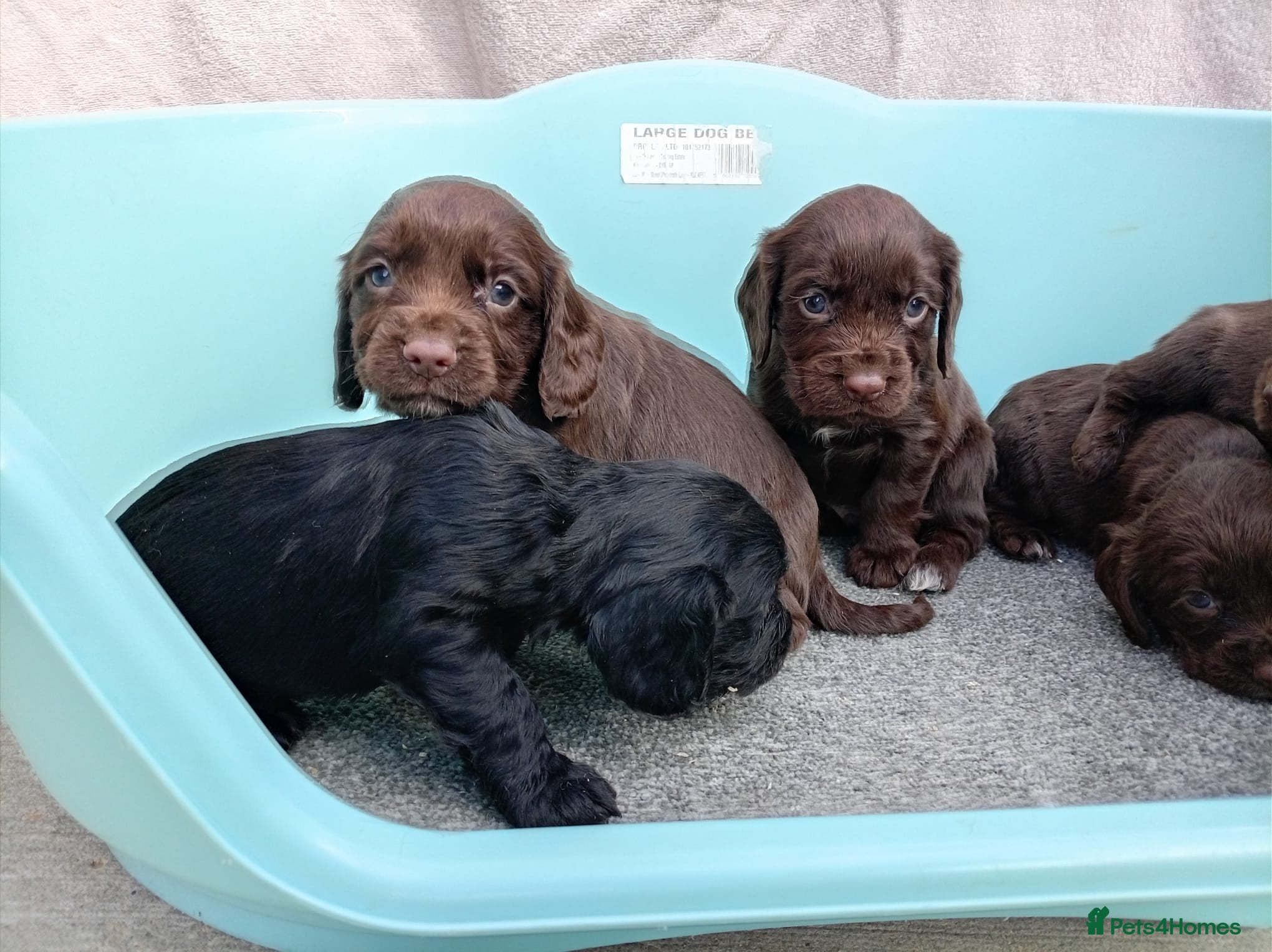 Cocker Spaniel dogs DNA tested cocker spaniels - Advert 13