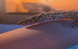 Leopard Gecko reptiles for sale: Leopard gecko for a good home - Image 14