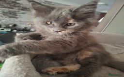 Maine Coon cats for sale: Gorgeous kittens  - Image 15