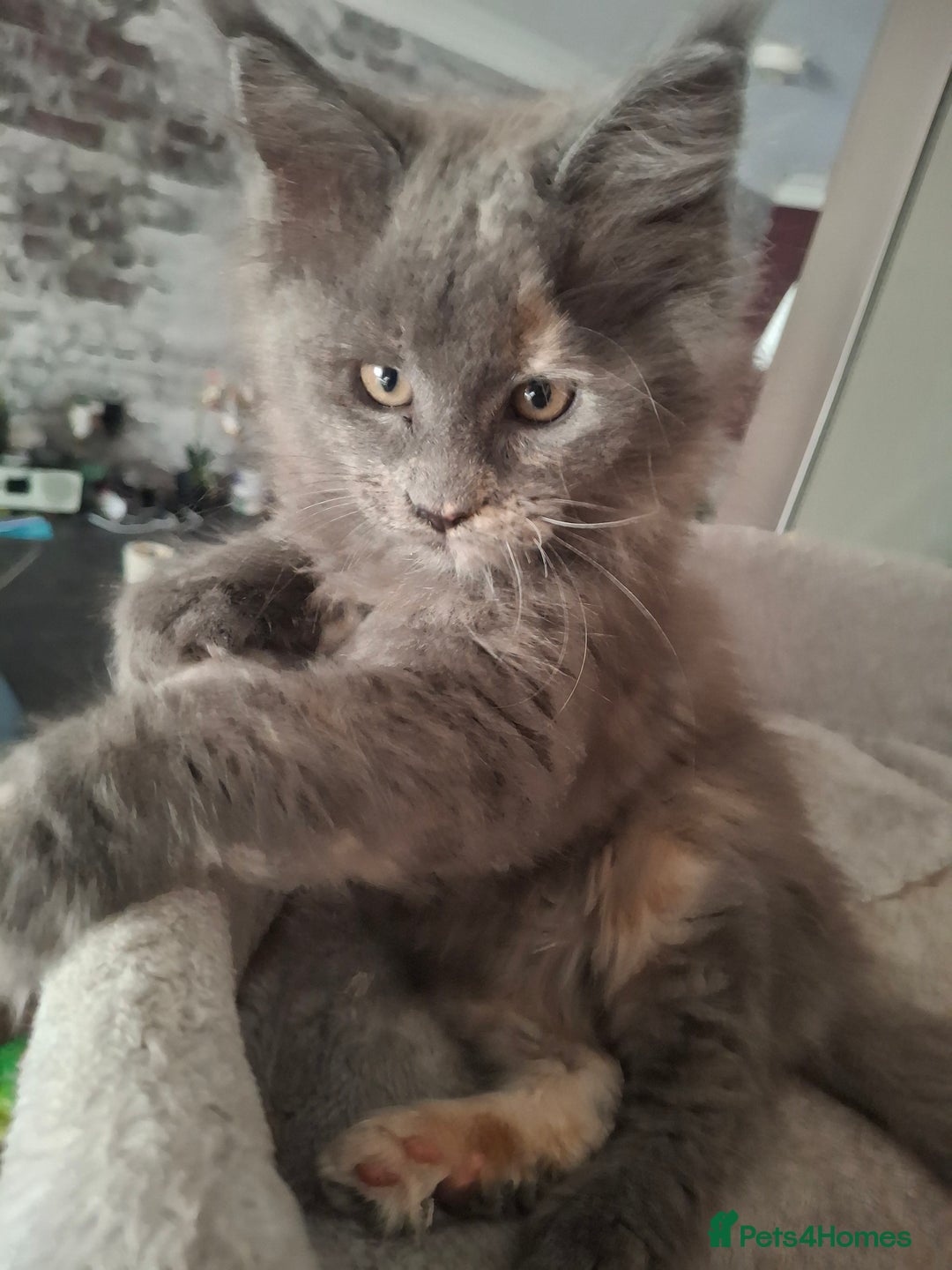 Maine Coon cats for sale: Gorgeous kittens  - Image 15