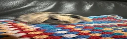 Mini Lop rabbits for sale: Mini Lop Bunnies  - Advert 4