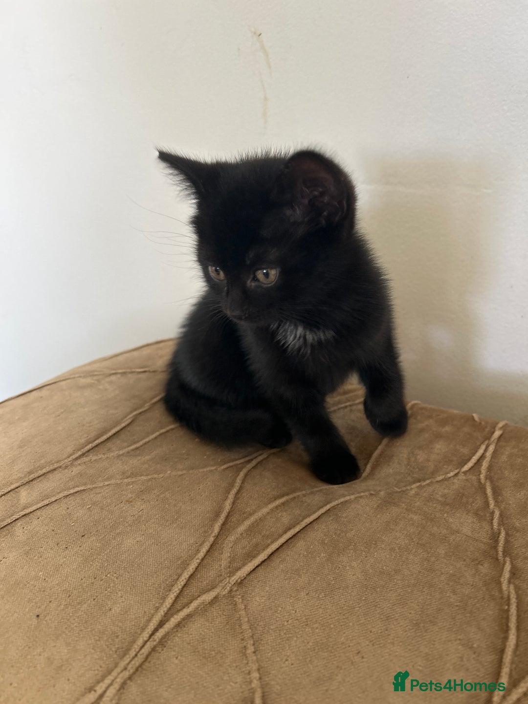 Mixed Breed cats for sale: Black Kittens  - Image 1