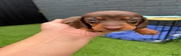 Miniature Dachshund dogs for sale: Miniature dachshund  - Advert 29