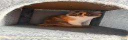 British Longhair cats for sale: Available now 😻 British Longhair kittens - TICA  - Advert 8