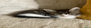 Mixed Breed Kitten 4