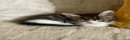 Mixed Breed cats for sale: Adorable kittens  - Advert 19