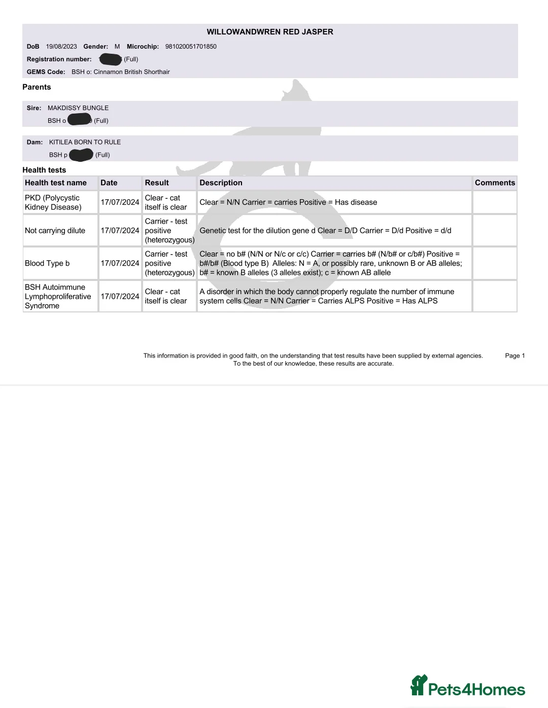 British Shorthair cats for stud: GCCF/TICA Cinnamon Stud in London - Advert 4
