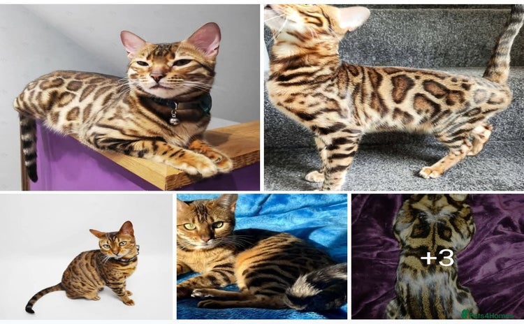 Bengal cats - Advert 2