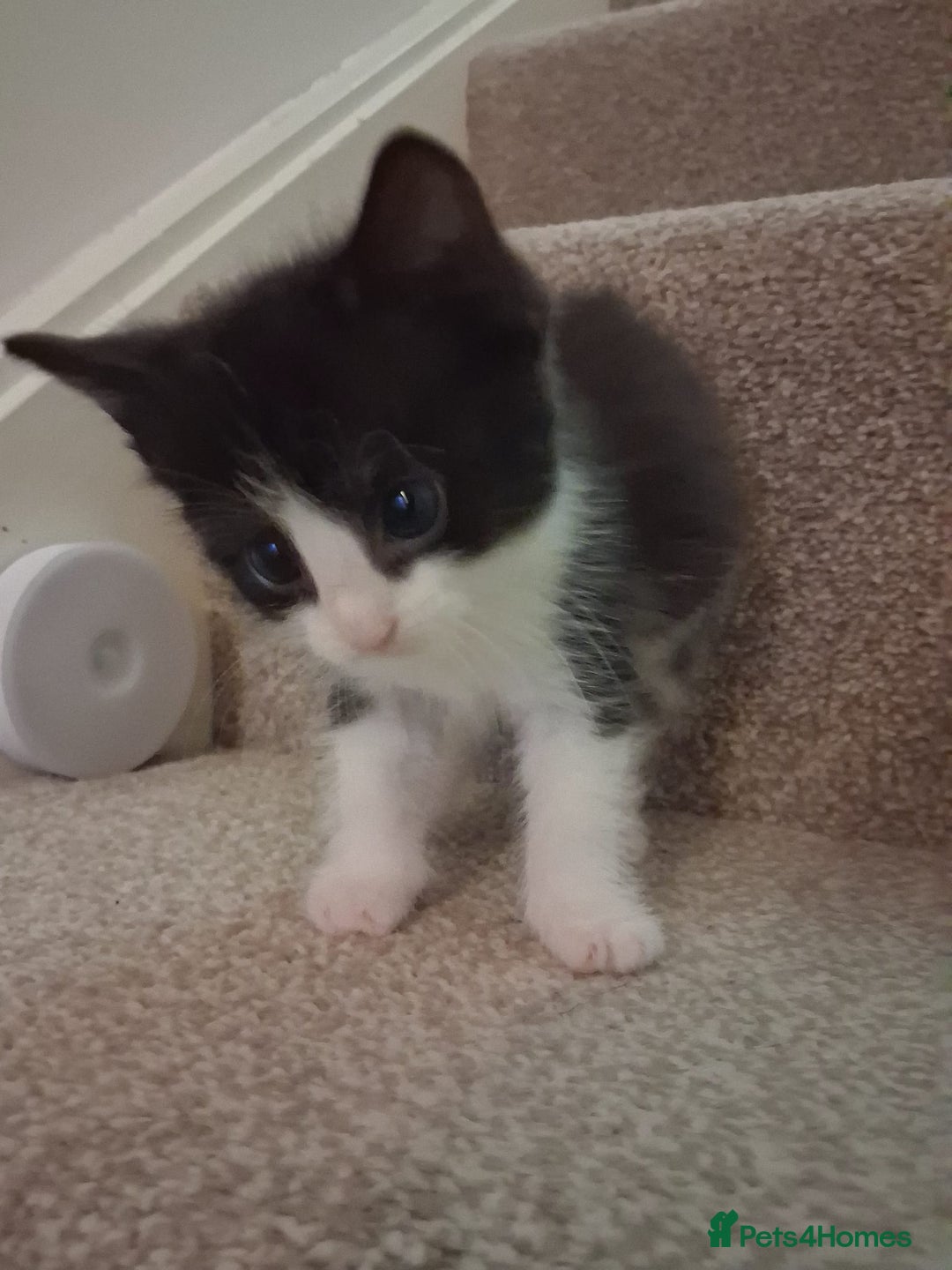 Mixed Breed cats for sale: Black and white 3 kittens for sale. 2 boys 1 girl. - Advert 28