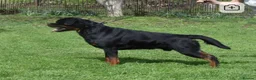 Rottweiler dogs for stud: Exceptional Rottweiler available at Stud ⭐️ - Advert 3