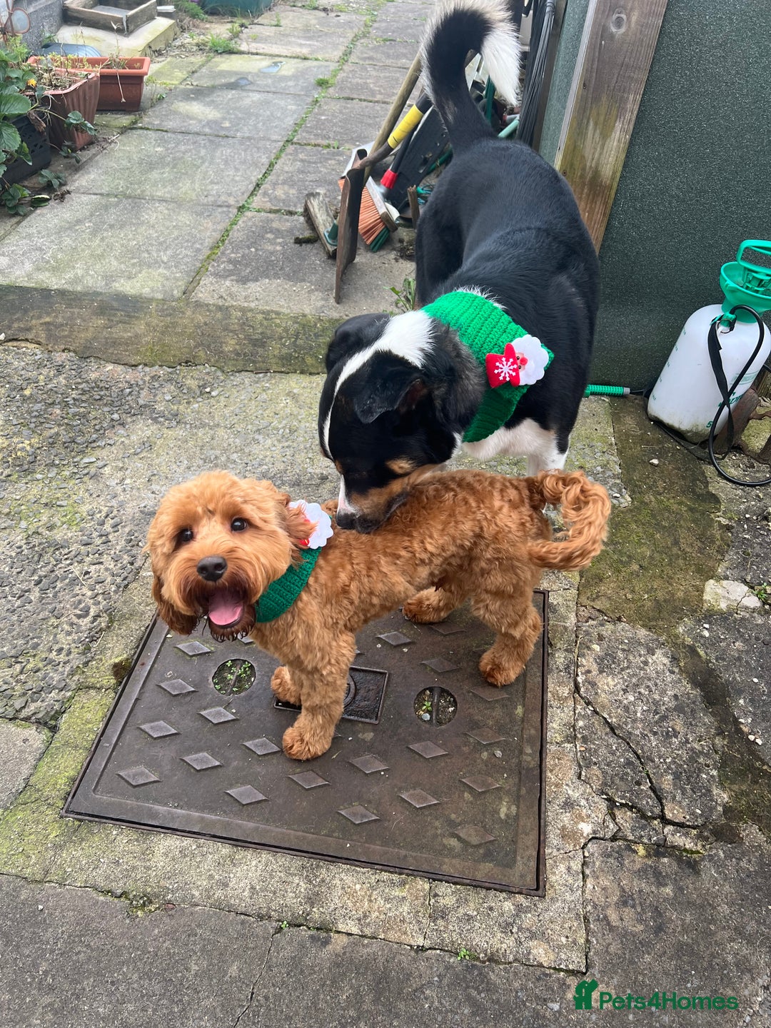 Cockapoo dogs for stud: 1 year old cockapoo for stud - Image 6