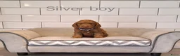 Cockapoo dogs for sale: F1 Cockapoo puppies in Pencader - Advert 10