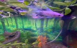 Bettas fish for sale: Stunning male betta blue/white colour  - Image 4
