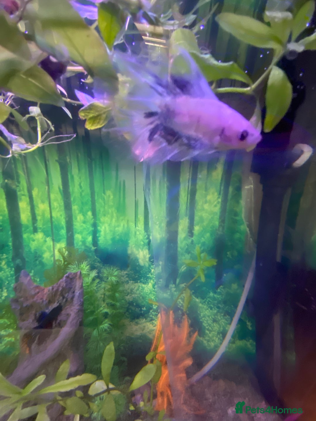 Bettas fish for sale: Stunning male betta blue/white colour  - Image 4