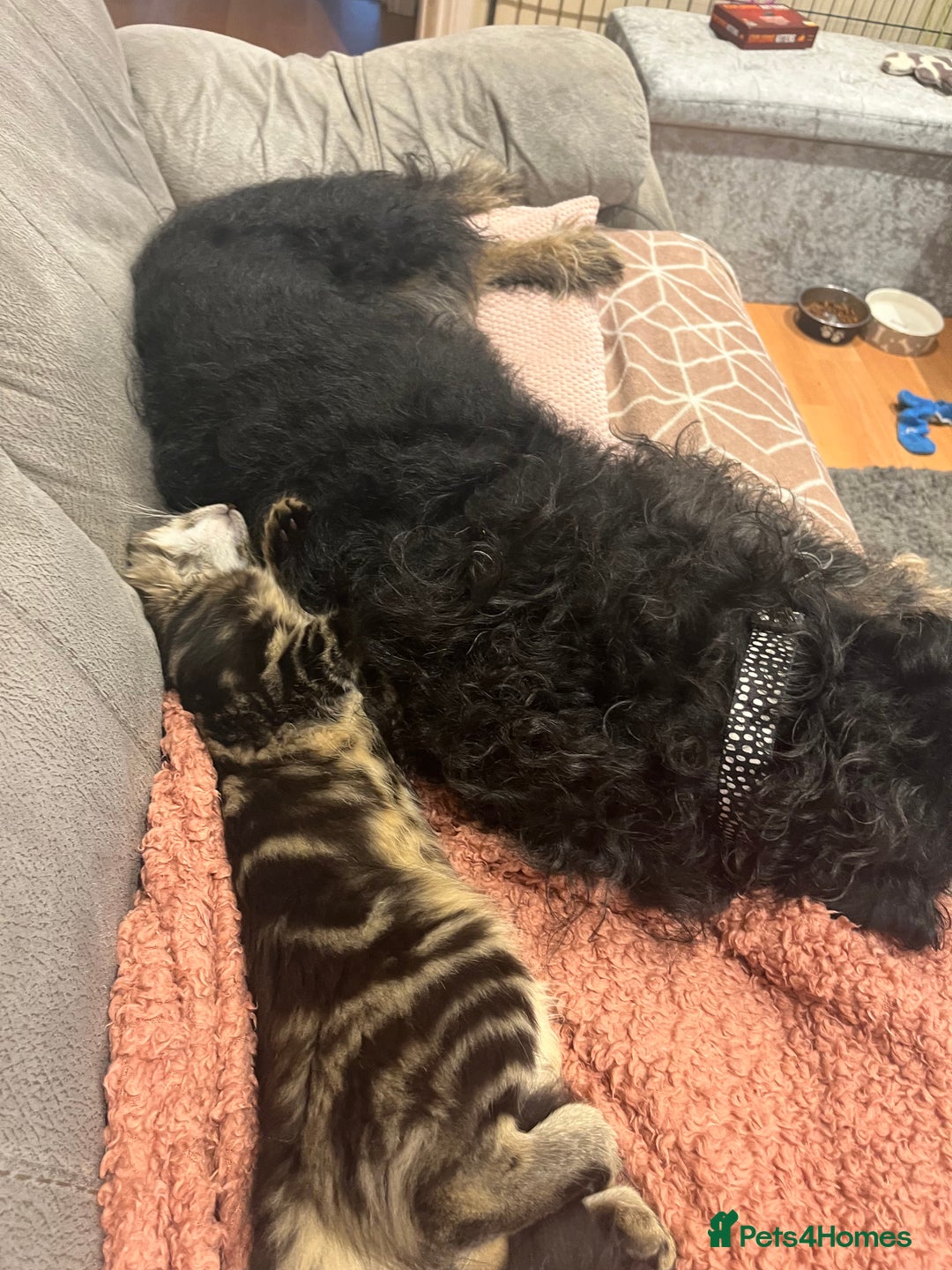 Cockapoo dogs for sale: Loving boy needs a home - Image 4